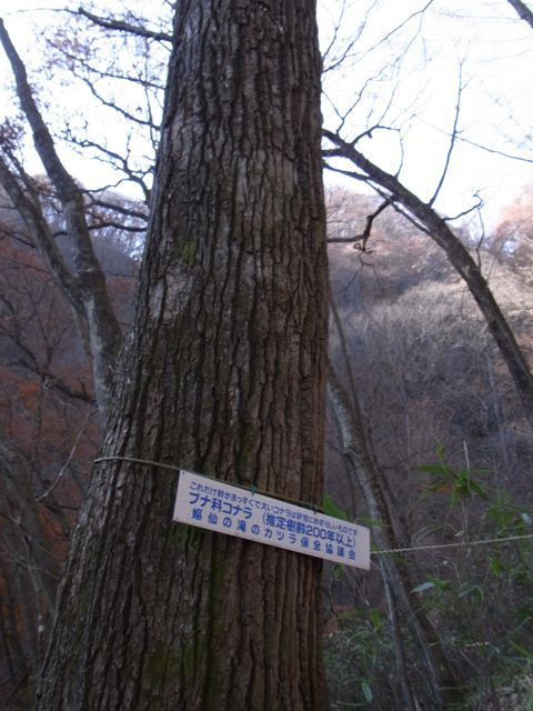 嫗仙の滝　もうすぐ滝　の前に２００年コナラ.JPG